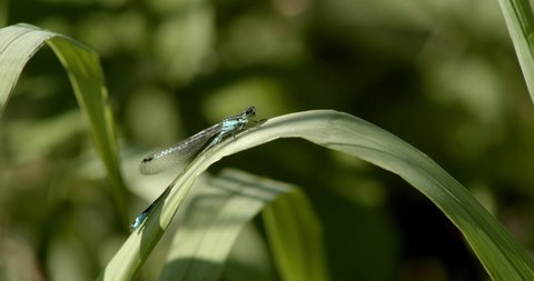 A dragonfly sits on a leaf, after a while it takes off and lands again