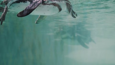 Magellanic Penguin Swimming In The Ocean. - underwater