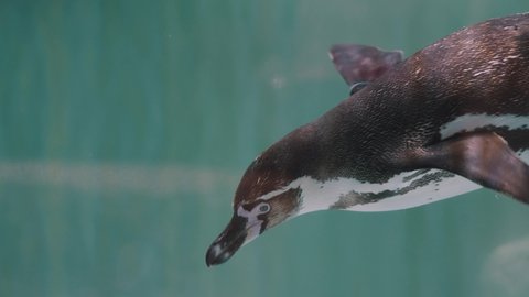 Closeup Of Magellanic Penguin Swimming Under The Cold Water.
