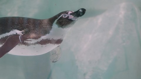 Magellanic Penguin Swimming Up To The Water Inside The Aquarium. - close up