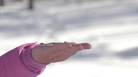 Slow motion footage bird titmouse pecks seed from human hand in winter forest. Concept of the International Day of Birds