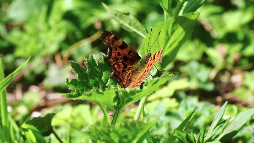 Comma Butterfly resting on a Leaf