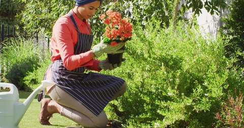 Video of biracial woman in hijab planting flowers in garden. Lifestyle and spending free time at home and garden concept.