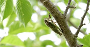 4K Video footage of the cicadas buzzing hard.