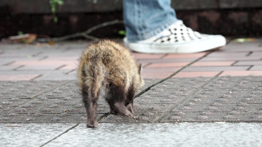 A wild baby raccoon dog or tanuki observed in Tama City, Tokyo
