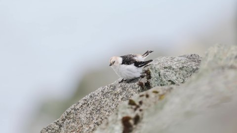 Snow bunting (Plectrophenax nivalis) male feeding in breeding plumage. Small bird on the rocks near Jokularslon glacier lagoon in Iceland