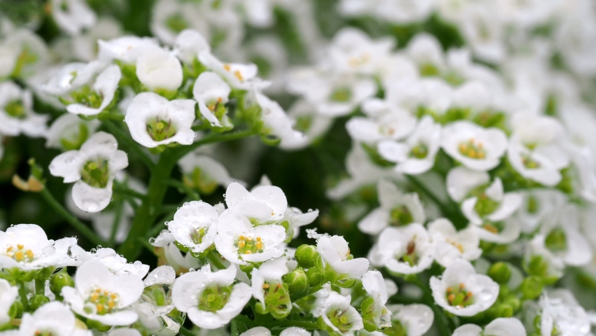 Alyssum flowers in rainy garden
