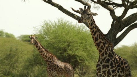 A family of two giraffes hide from the scorching sun in the shade of trees in the savannah of Tarangire National Park.