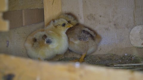 Two small chickens standing on straw in henhouse, closeup detail