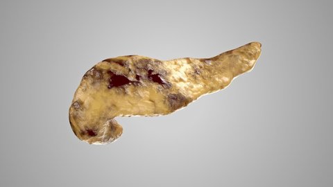 Turntable 3d Animation Anatomically Accurate Human Stock Footage Video ...