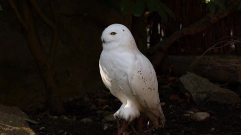 Snowy owl, Bubo scandiacus, bird of the Strigidae family. With a yellow eye