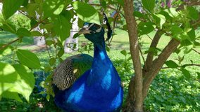 Multicolored peacock in the wild. Close-up front view. Horizontal video with sound