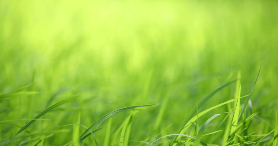 Young rice sprout ready to growing, rice growing in the field, young rice plant with the wind