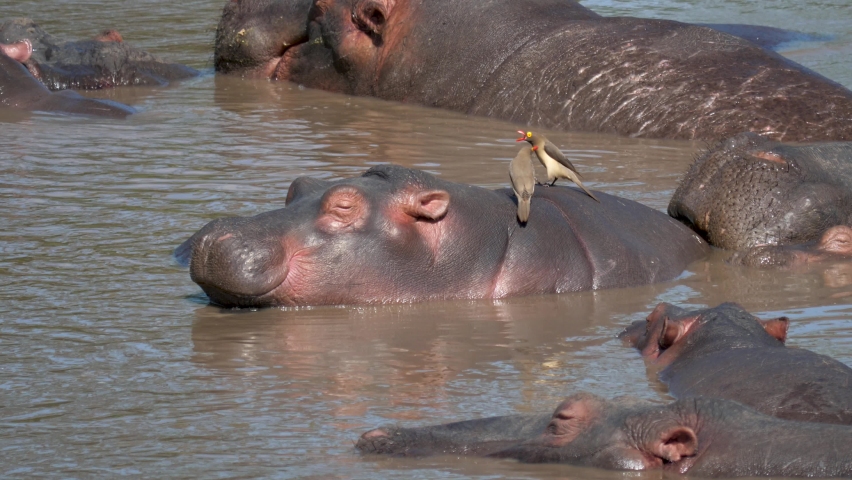 Herd hippos with small calf sleeping resting in Mara river with brown muddy water. Hippopotamus escape from heat in swamps ponds and lakes. Wild animals in natural habitat. African nature reservation Royalty-Free Stock Footage #1091090295