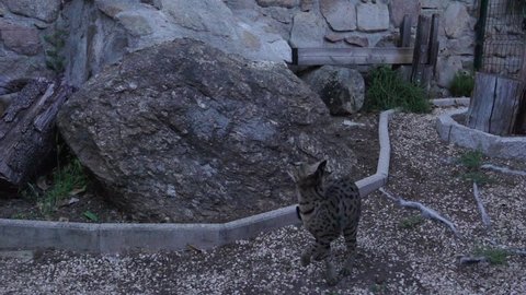 Cat Savannah jumping outside in slow motion 