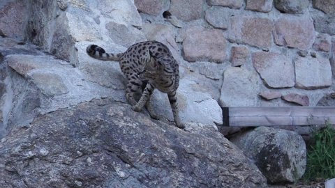 Savannah's cat jumping outside in slow motion 