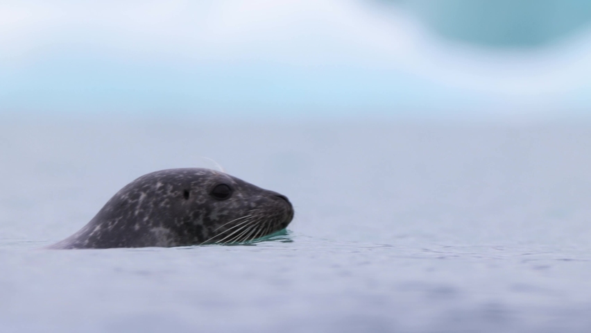 Harbour seal Phoca vitulina swimming in Jokulsarlon Glacier lagoon in Iceland. Close up head shot of a seal | Shutterstock HD Video #1091096955