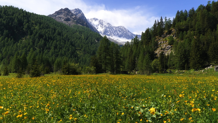 typical mountain landscape with yellow flowers in the foreground, green mountains, snowy peaks and blue sky.alpine landscape.valtellina italy
