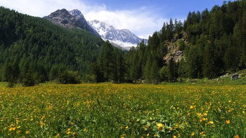 typical mountain landscape with yellow flowers in the foreground, green mountains, snowy peaks and blue sky.alpine landscape.valtellina italy