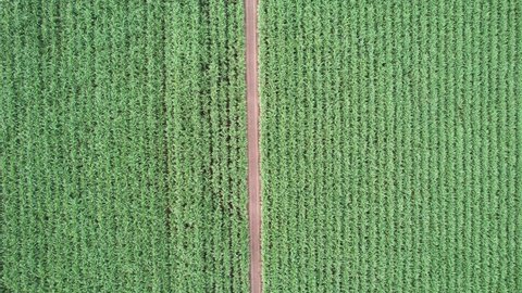 Aerial view of crop tropical plant sugar cane plantation in agricultural area at countryside. Biomass ethanol industry and sugar processing