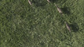 Wild Horses Running, Wild mustangs run on the green grass. Herd of horses, mustangs running on steppes aerial view. Slow motion no color grading, 10 bit DJI DLog-M profile video