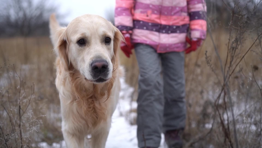 Golden retriever dog walking with little girl along snowy road on winter nature Royalty-Free Stock Footage #1091097331
