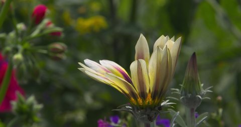 Yellow flower petals with purple stripe open to sunlight summer garden