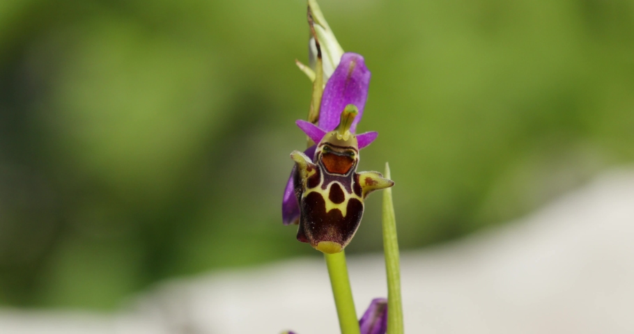 Ophrys scolopax, known as the woodcock bee-orchid or woodcock orchid