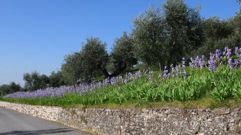 Blooming irises with olive trees swaying in the wind in the Chianti region of Tuscany with blue sky. The iris (Iris Pallida), the symbol of the city of Florence. Italy.