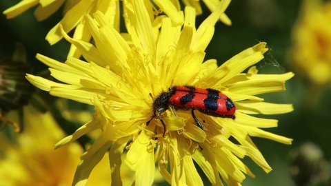 Black and red bee hive beetle on a yellow flower, also called Trichodes alvearius or Zottige Bienenkaefer