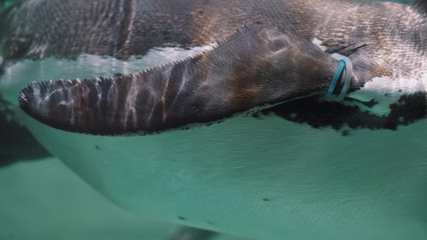Magellanic Penguin At Its Water Tank Glass Enclosure - close up