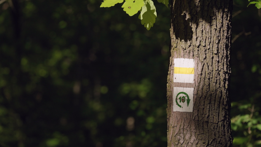 Sunlit hiking signpost painted on tree trunk
