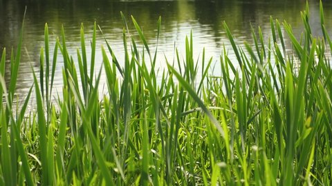 Green reed on the bank of a large river. Shore of the lake overgrown with reeds, rushes, calamus. Pond and water plants at summer day. Green cane thickets on pond. Reed grass near water. Fishing.