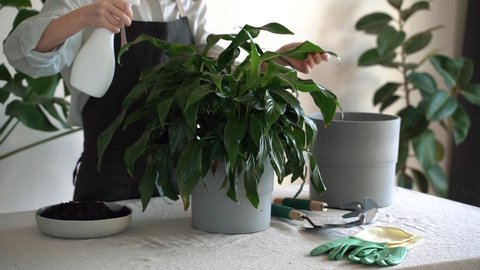 Slim woman sprayed plants Spathiphyllum plant in pot. Caucasian lady caring for house plant taking care of plants at home, spraying a plant with pure water from a spray bottle. Slow motion