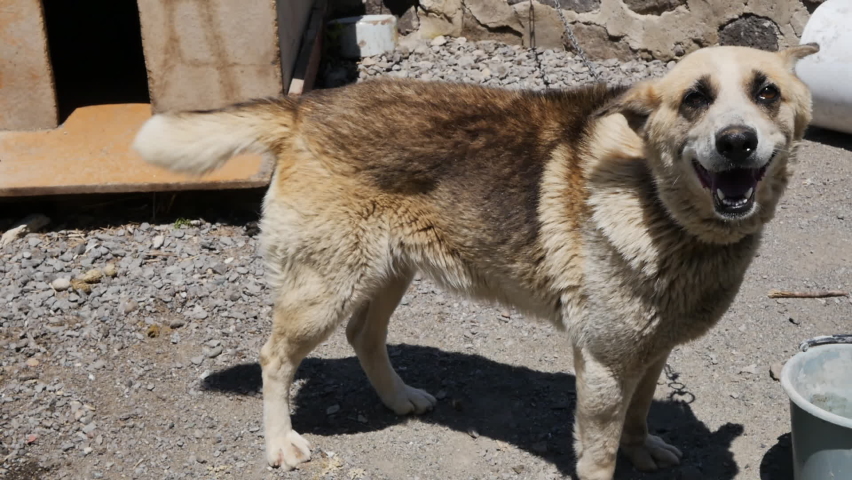 Rural watchdog tied to a short metal chain. Close-up. The use of guard dogs, keeping the animal on a leash.