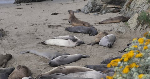 Elephant Seal Pups Molting in Piedras Blancas Rookery