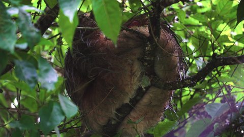 Sloth arboreal Neotropical xenarthran mammals resting on a tree in Costa Rica Central America tropical rainforest jungle
