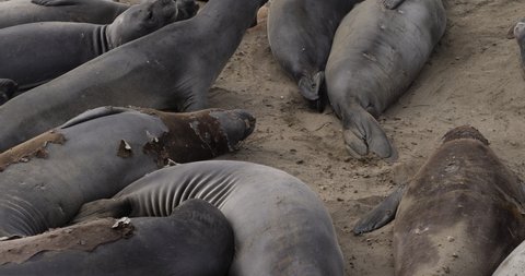 Elephant Seal Pups Crawling in Piedras Blancas Rookery