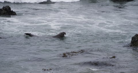 Elephant Seal Swimming off the California Coast