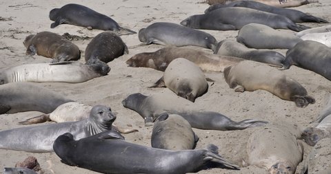 Elephant Seal Pups Crawling in Piedras Blancas Rookery