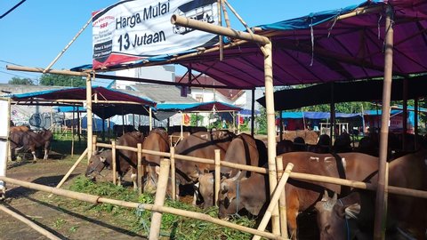 JAKARTA, INDONESIA - JUNE 10, 2022 : Ahead of Eid al-Adha or the ceremony of slaughtering sacrificial animals, cattle traders began selling their sacrificial animals in Jakarta on June 10, 2022.