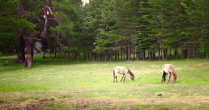 Horses grazing green grass in pasture during foggy morning with rain. Wild mountain horse.