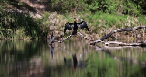 An African Darter rests on a branch from Tsavo West Game Reserve