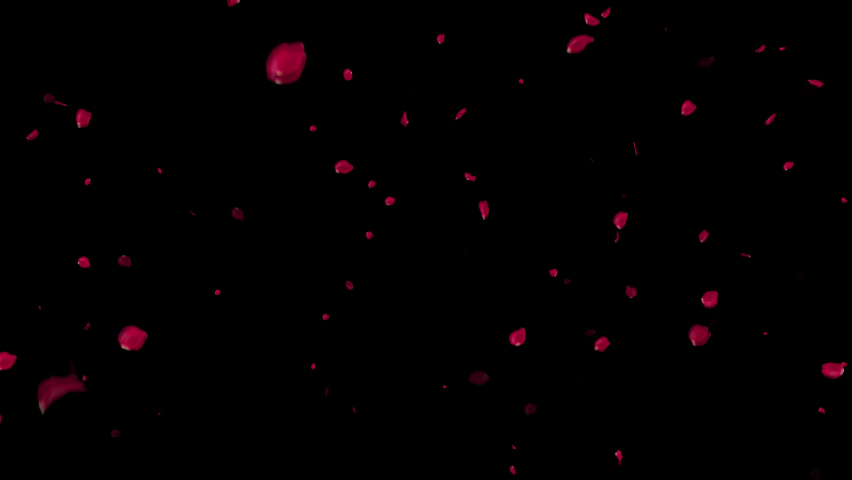 Rose petals falling can be used in various things: visual effects, motion graphics, logo reveals, etc. It already has an alpha channel (transparent background) | Shutterstock HD Video #1091113771