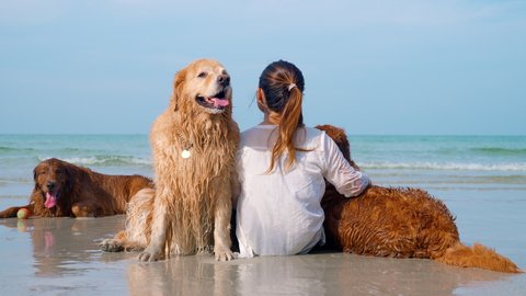 Portrait of happy family with pets kind owner and four obedient golden retriever dogs sitting on the beach playing in the water happily enjoying weekend time to swim in sunny day