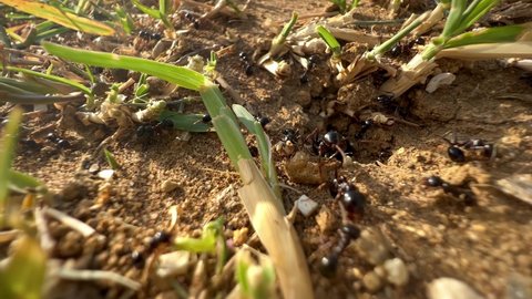 Moving colony ants close-up in desert. Big ant drags a big green leaf home. Big and small ants work in the desert. Teamwork and efficient work, business life. background video. 4k 