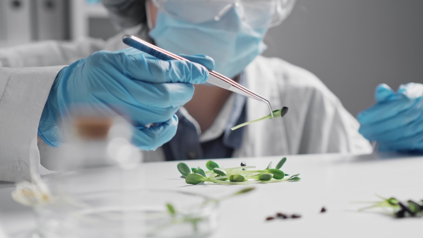 Plant, GMO in laboratory - biotechnology and GMO concept. Food quality control expert checks food samples in the laboratory. A scientist examines a test tube with a germ in a liquid in a laboratory.
 - Powered by Shutterstock - Get 15% off with code: PIKWIZARD15