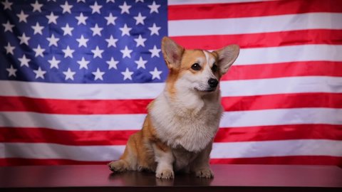 Corgi in the background of the American flag. Proud dog in front of the American flag on Independence Day. The concept of America. Flag Day in the United States. Barking dog.