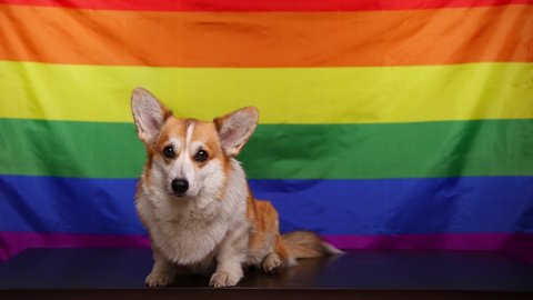 A happy corgi dog smiles and turns his head sweetly in different directions in front of a rainbow LGBT flag. Concept of equality, happiness, freedom, love of a same-sex couple, 4K. 