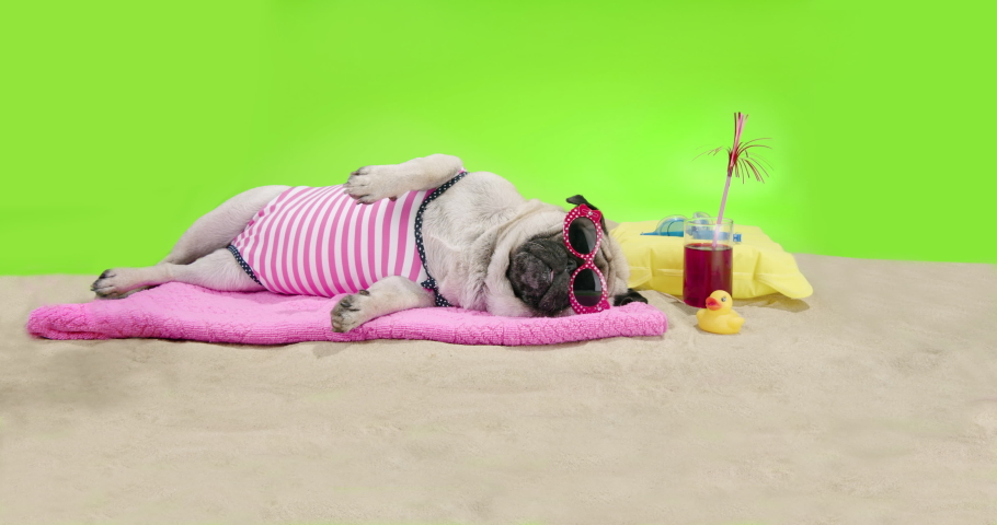 Cute pug, funny dog laying down on the sand beach near the sea on summer vacation holidays, wearing swimsuit, sunglasses with cocktail. Green screen. Funny  summer vacation, travel concept 